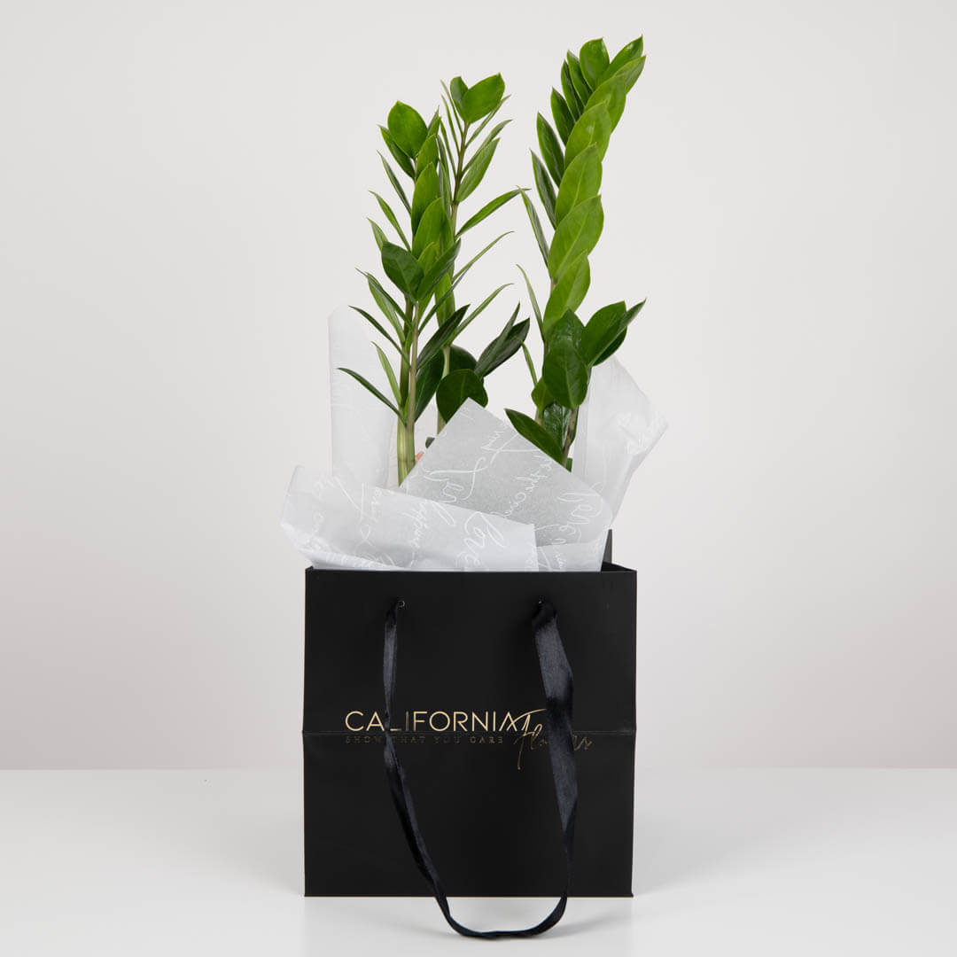 Plante, Planta Zamioculcas, californiaflowers.mom