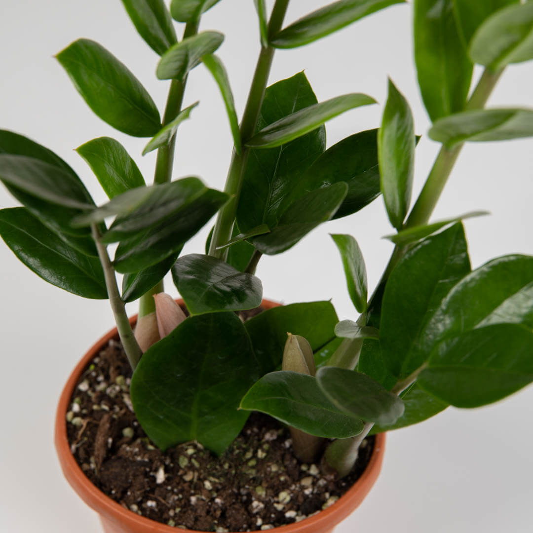 Plante, Planta Zamioculcas, californiaflowers.mom