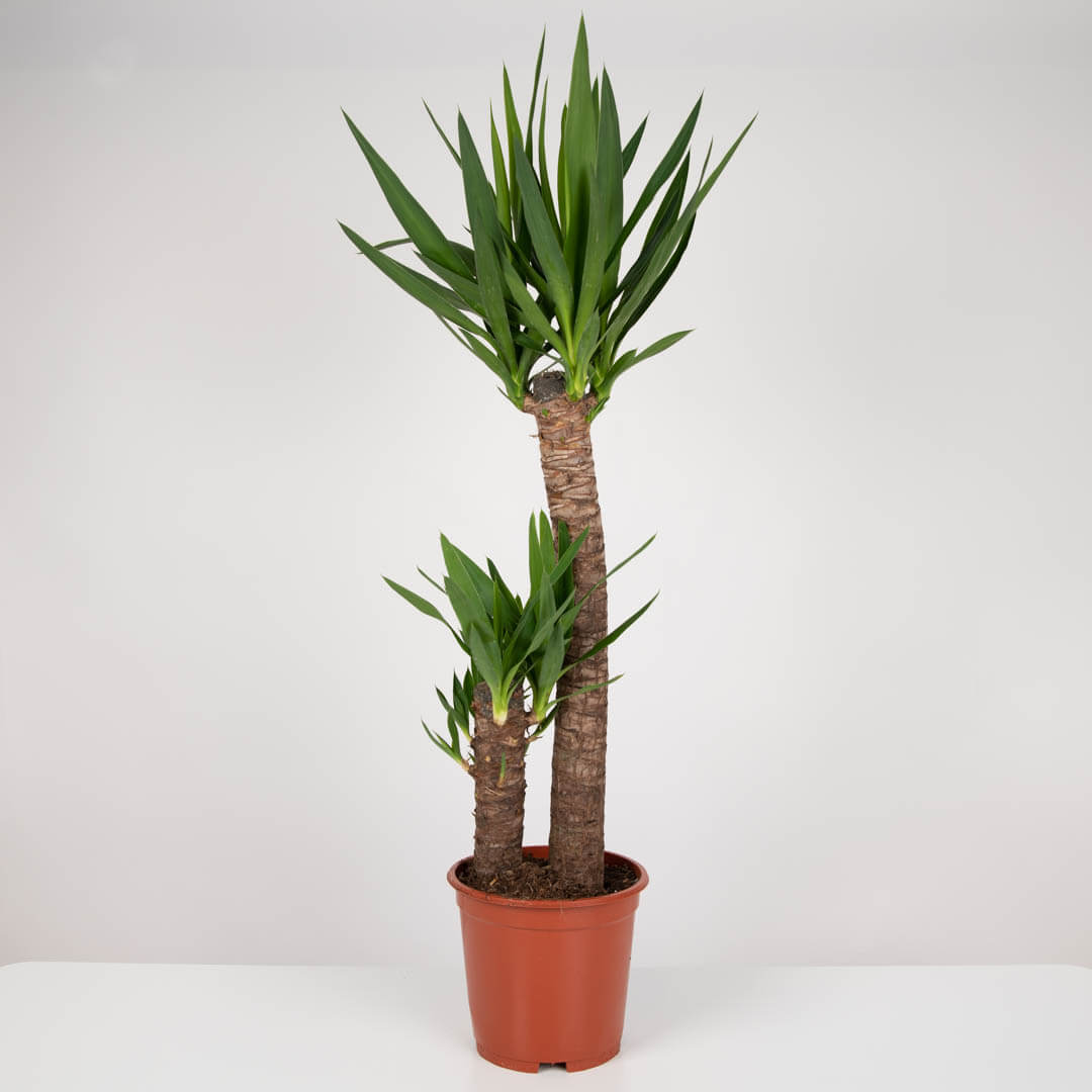 Plante, Planta Yucca, californiaflowers.mom