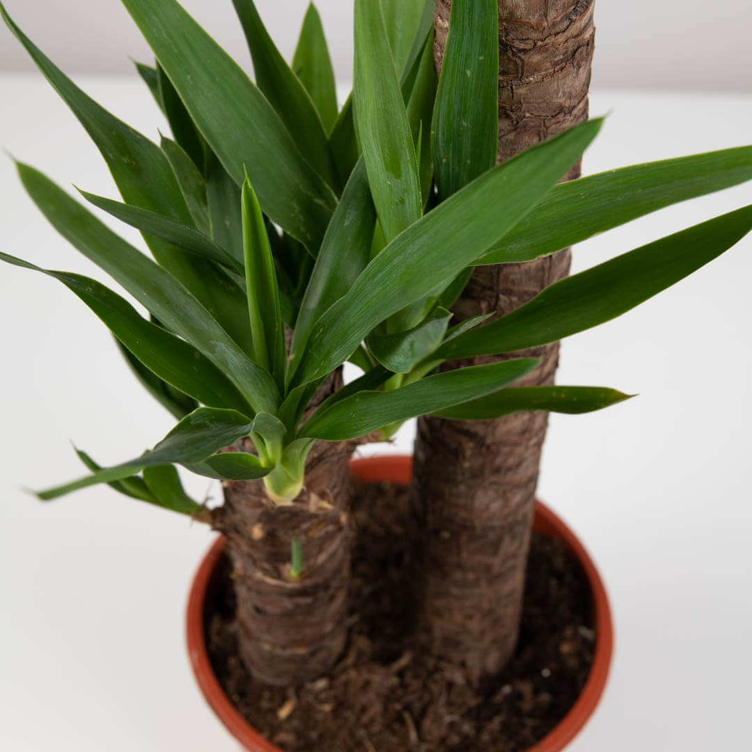 Plante, Planta Yucca, californiaflowers.mom