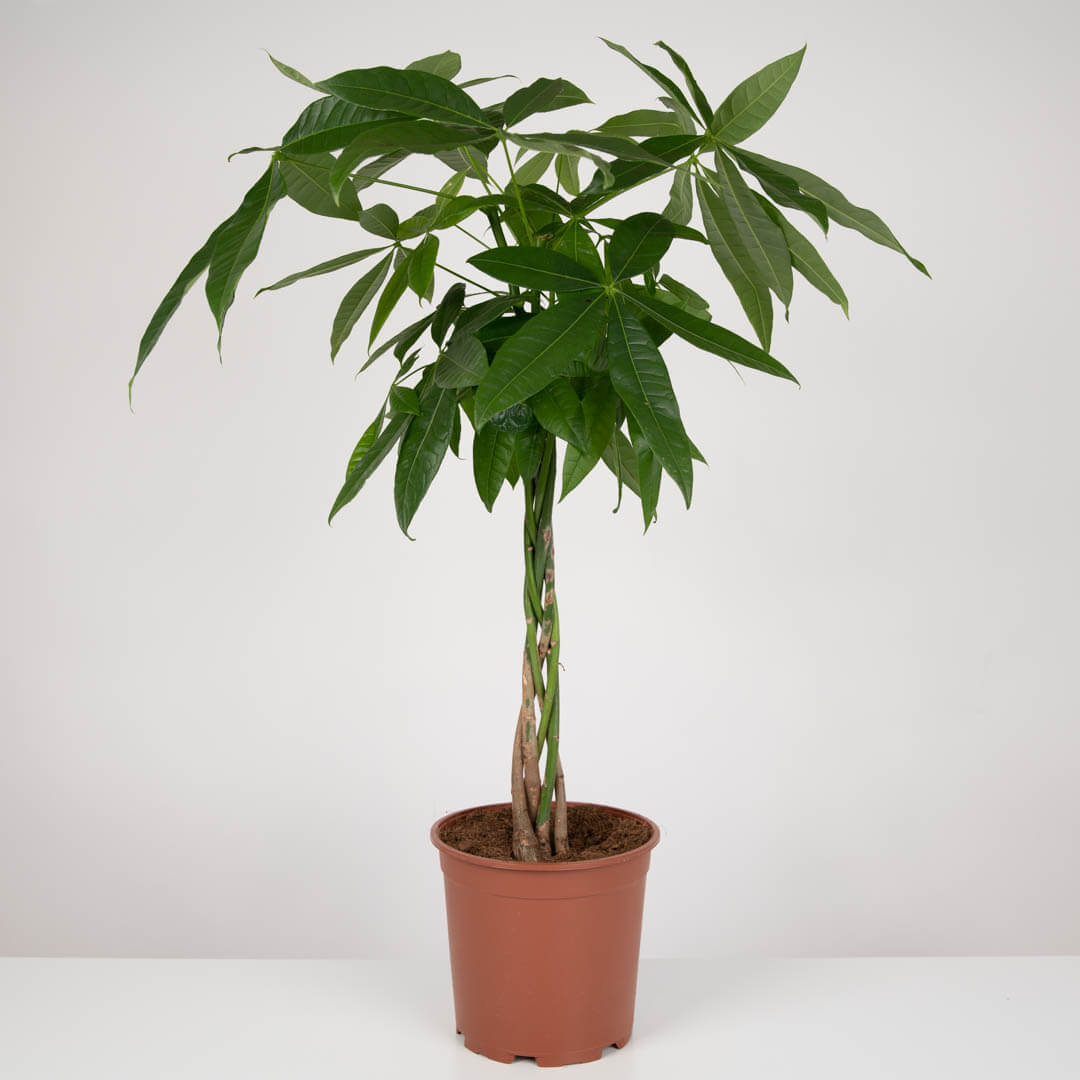 Plante, Planta Pachira, californiaflowers.mom