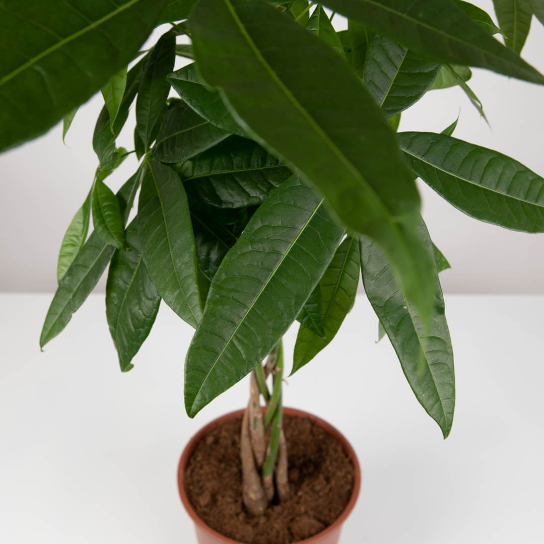Plante, Planta Pachira, californiaflowers.mom