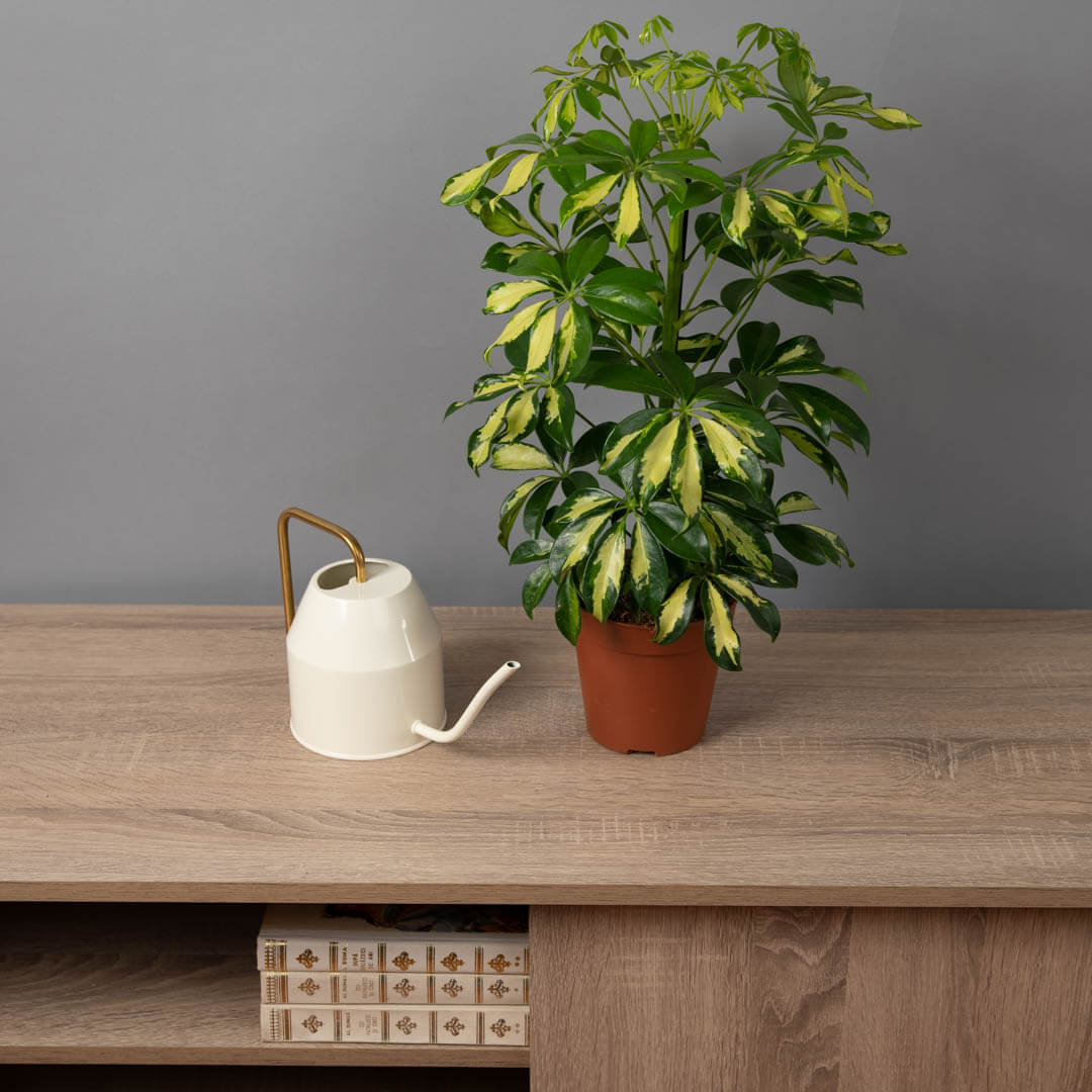 Planta Schefflera Bicolora, 3, californiaflowers.mom