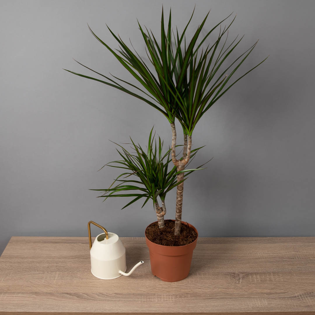 Planta Dracaena Marginata, 3, californiaflowers.mom