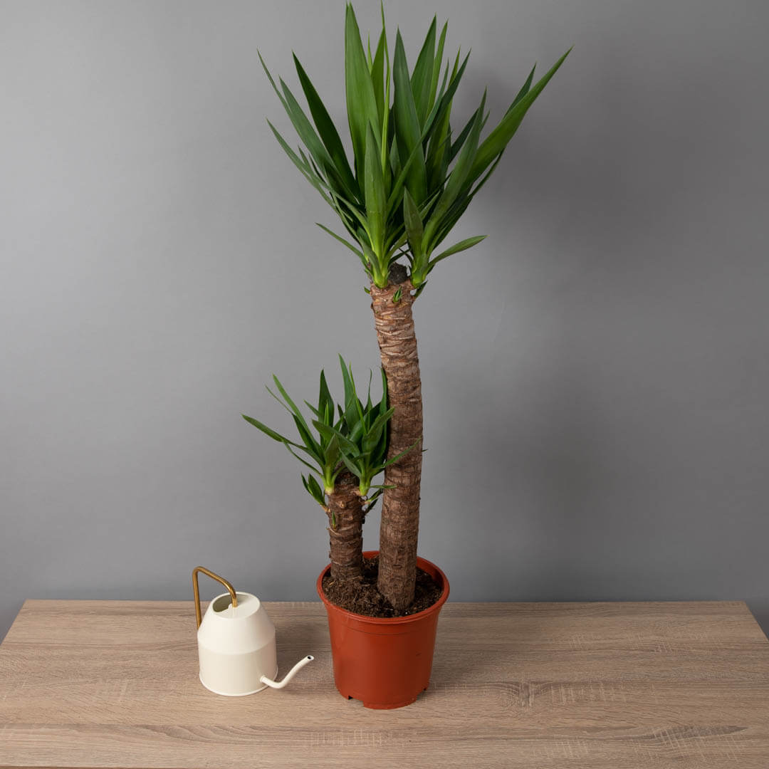 Planta Yucca, 3, californiaflowers.mom