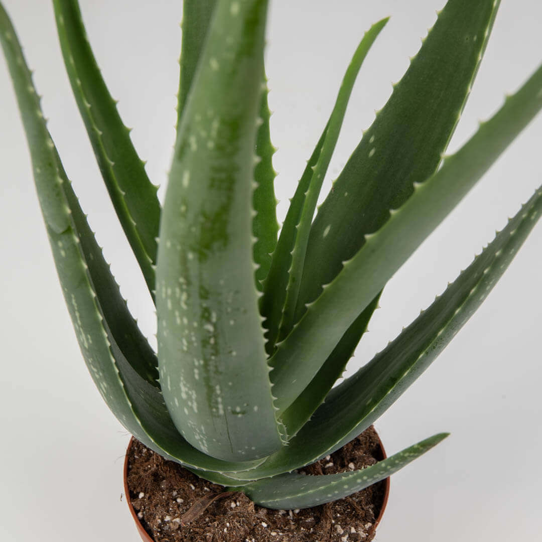 Planta Aloe Vera, 3, californiaflowers.mom