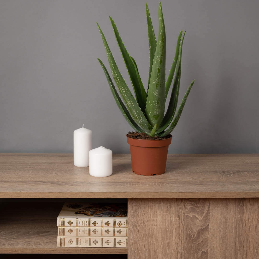 Plante, Planta Aloe Vera, californiaflowers.mom