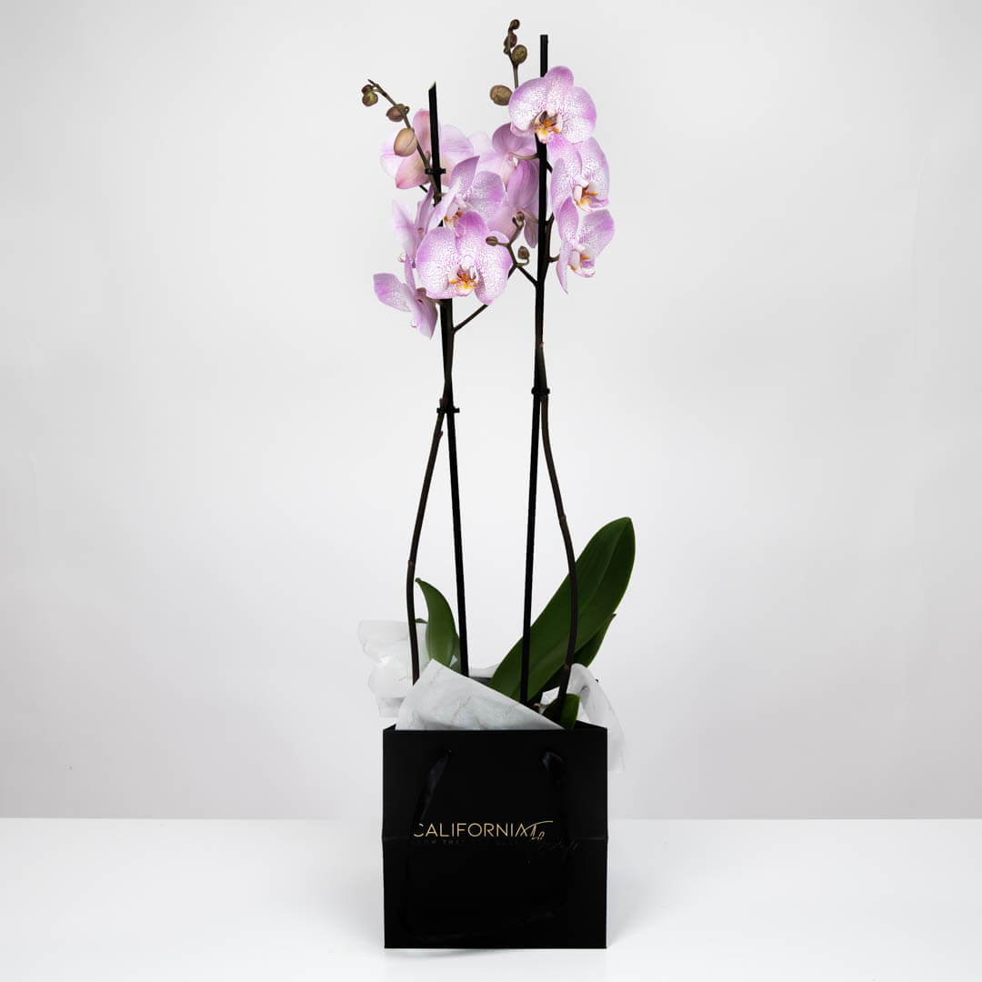 Plante, Orhidee Phalaenopsis Roz, californiaflowers.mom