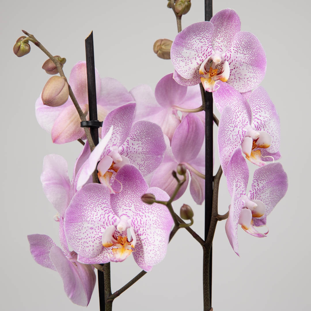 Plante, Orhidee Phalaenopsis Roz, californiaflowers.mom