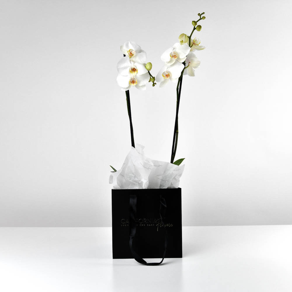 Plante, Orhidee phalaenopsis alba, californiaflowers.mom