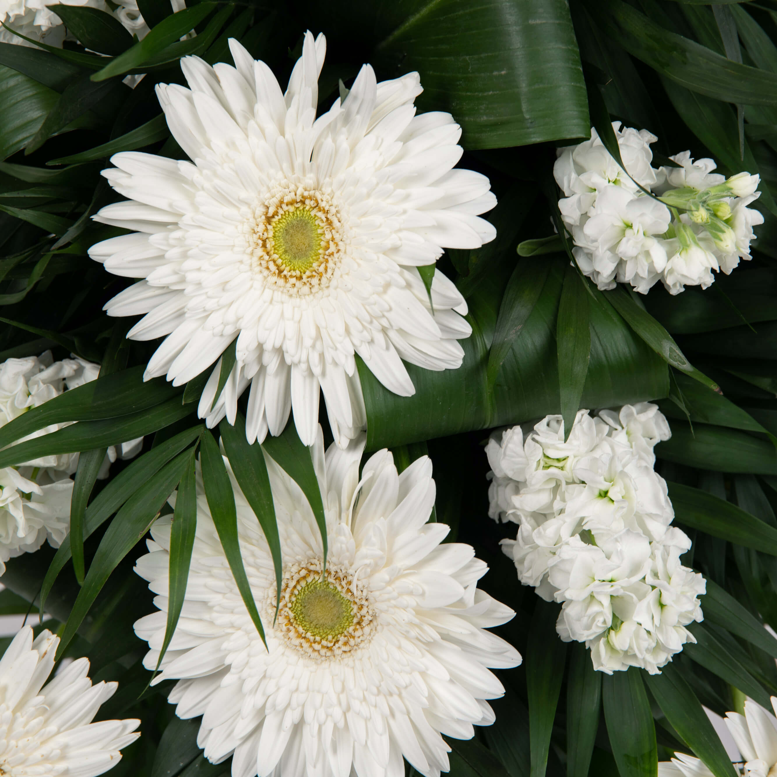 Coroane funerare, Aranjament floral funerar cu gerbera si matthiola, californiaflowers.mom