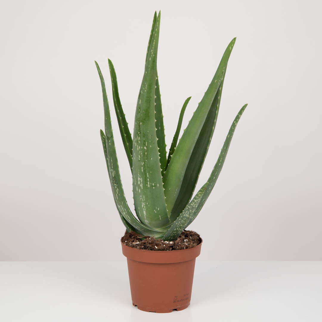 Plante, Planta Aloe Vera, californiaflowers.mom